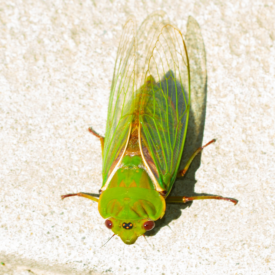 Cyclochila australasiae Green Cicada Cyclochila australasiae,Green grocer