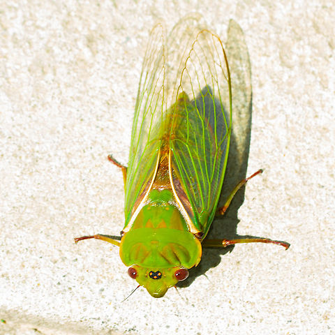 Cyclochila australasiae Green Cicada Cyclochila australasiae,Green grocer