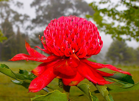 Waratah -Telopea speciosissima NSW Australia Australia,Geotagged,NSW,Spring,Telopea speciosissima,Waratah