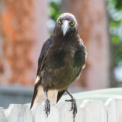 Pied Currawong - Strepera graculina A young Pied Currawong - Hazelbrook NSW Australia Australia,Blue Mountains,Mountain Magpie,Pied Currawong,Strepera graculina