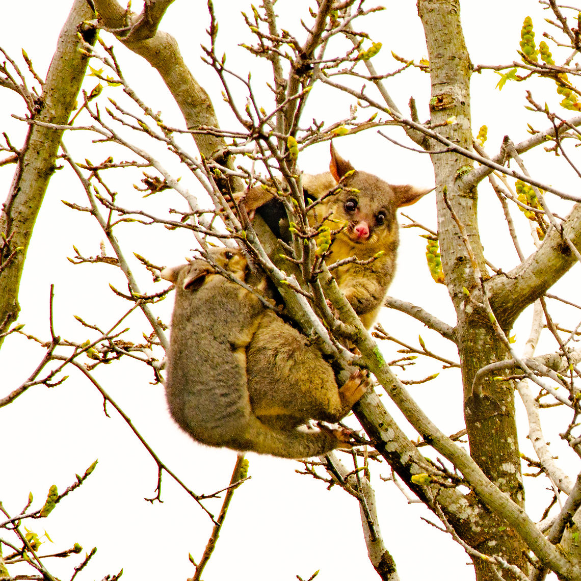 Brush Tailed Possums Larger than a domestic cat. Visit fruit trees and vegetable gardens at night. Sometimes roost in roof cavity. Australia,Common brushtail possum,Geotagged,Trichosurus vulpecula,Winter