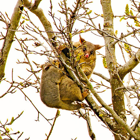 Brush Tailed Possums Larger than a domestic cat. Visit fruit trees and vegetable gardens at night. Sometimes roost in roof cavity. Australia,Common brushtail possum,Geotagged,Trichosurus vulpecula,Winter