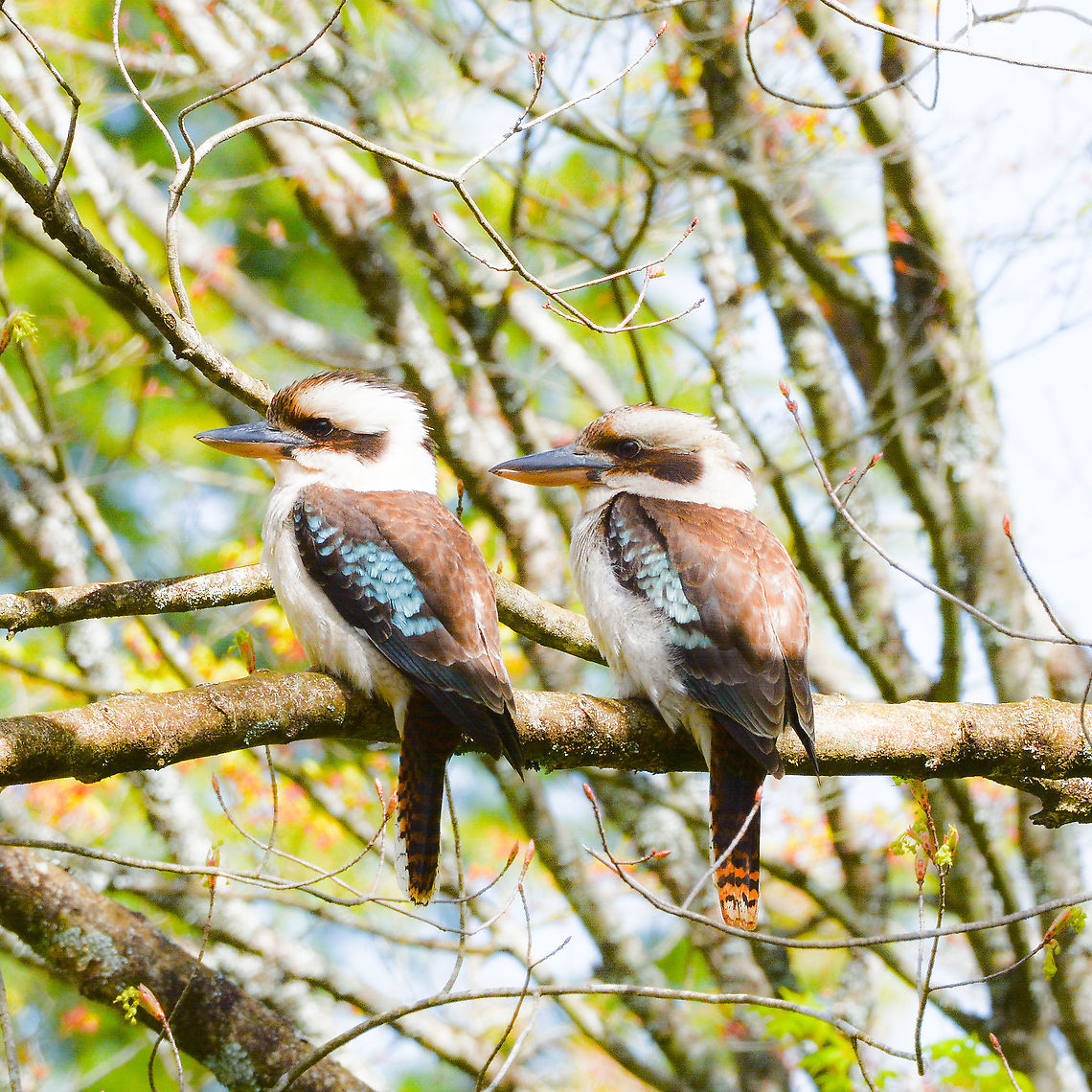 Laughing Kookaburras Iconic Australian Birds Dacelo leachii,Laughing Kookaburra
