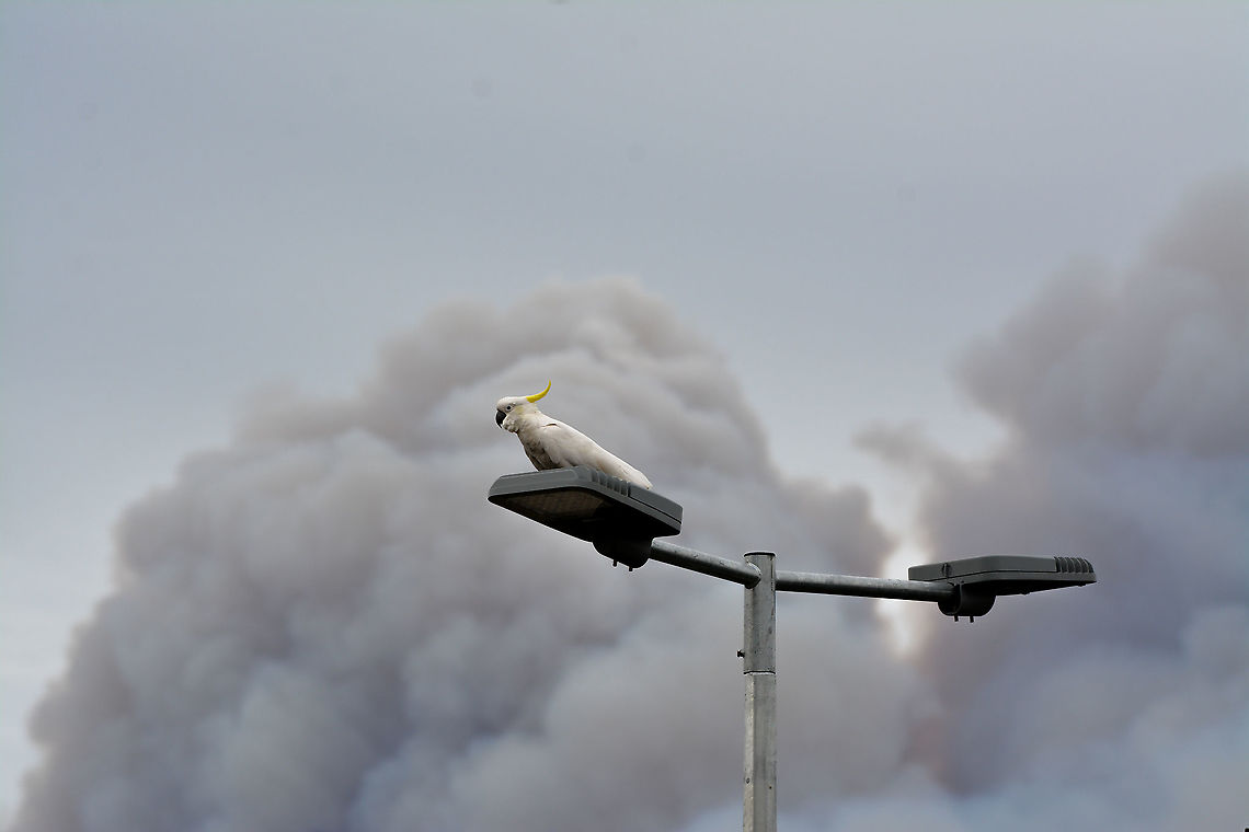 Sulphur Crested Cockatoo This cockatoo keeps an eye on bushfires in Blue Mountains NSW Australia Australia,Cacatua galerita,Geotagged,Spring,Sulphur-crested Cockatoo