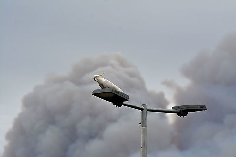 Sulphur Crested Cockatoo This cockatoo keeps an eye on bushfires in Blue Mountains NSW Australia Australia,Cacatua galerita,Geotagged,Spring,Sulphur-crested Cockatoo