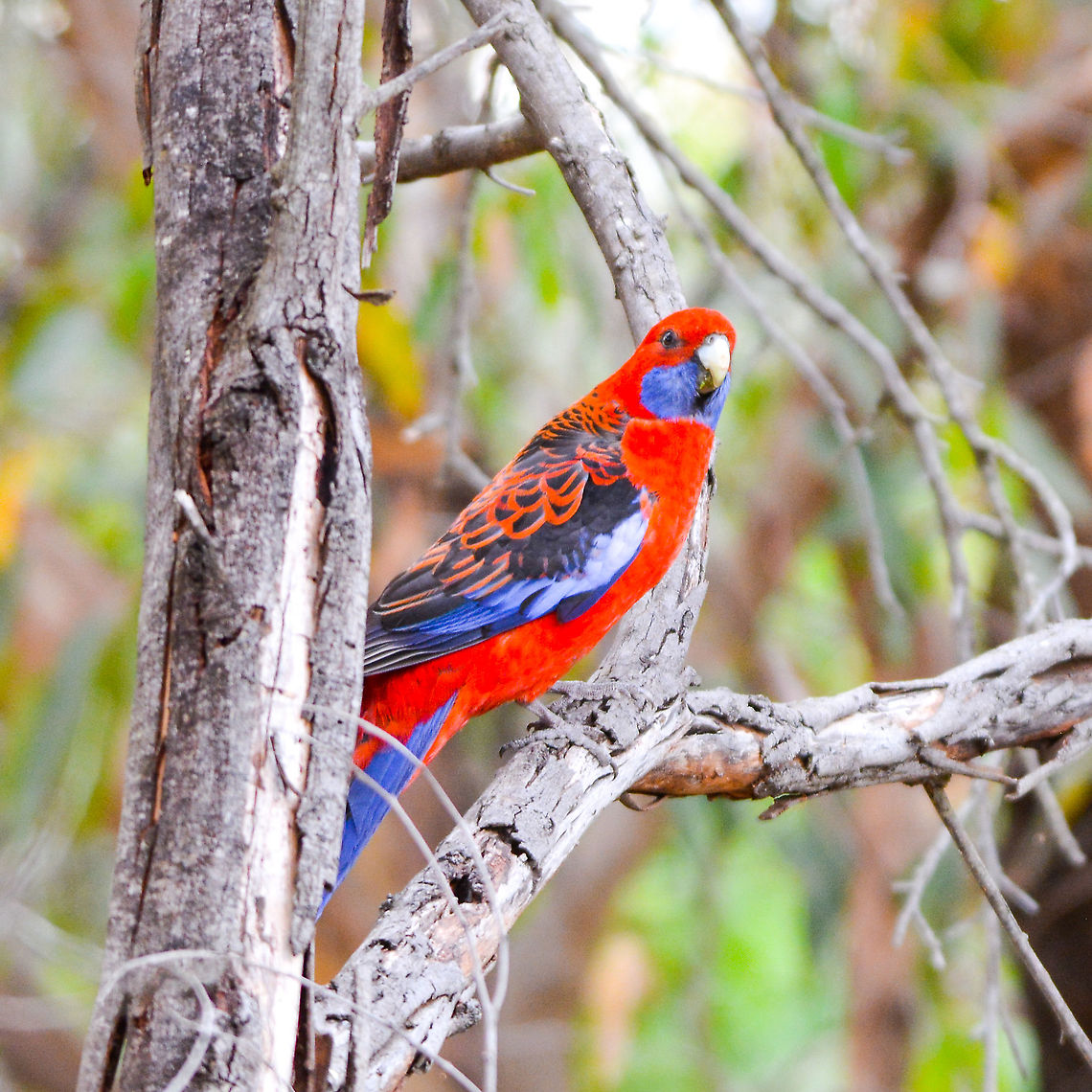 Crimson Rosella A very colourful, melodic flock bird Crimson rosella,Platycercus elegans