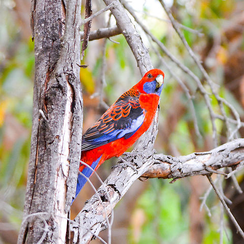 Crimson Rosella A very colourful, melodic flock bird Crimson rosella,Platycercus elegans