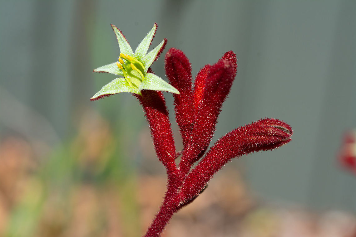 Kangaroo Paw - Big Red A hybrid Kangaroo Paw growing to more than 1.8 metres Anigozanthos rufus,Red Kangaroo Paw,kangaroo paw