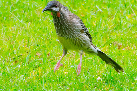 Jumping Honey Eater A very noisy but delightful bird with red wattles on its cheeks Anthochaera carunculata,Australia,Geotagged,Red wattlebird