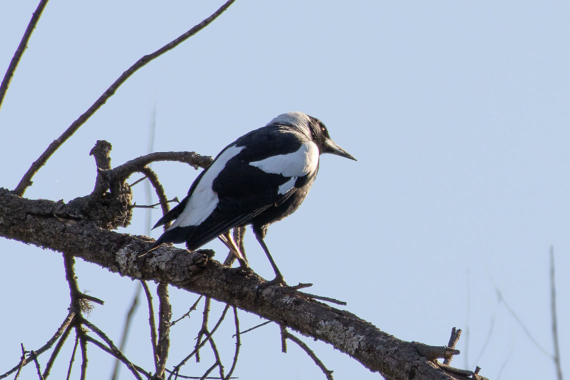 Australian Magpie saying goodbye to the sun A very social bird. We have two who come into our home. They are very intelligent. It is said that they can recognise up to 100 faces.  Australian magpie,Gymnorhina tibicen