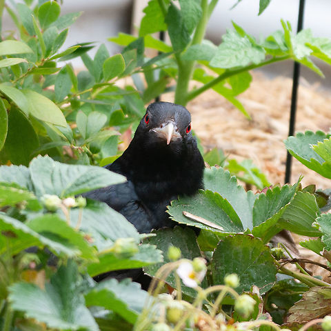 Male Eastern Koel A male Koel - a frugarian - in my strawberry patch. A migratory bird that visits eastern Australia from Indonesia. Australia,Blue Mountains,Eudynamys orientalis,Koel,NSW,Pacific koel