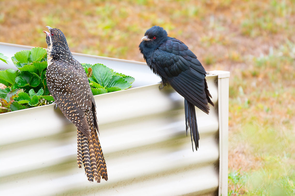 Koels Female and Male Can tell from the female's beak that it has eaten strawberries. Australia,Eudynamys orientalis,Frugarian,Koel,NSW,Pacific koel