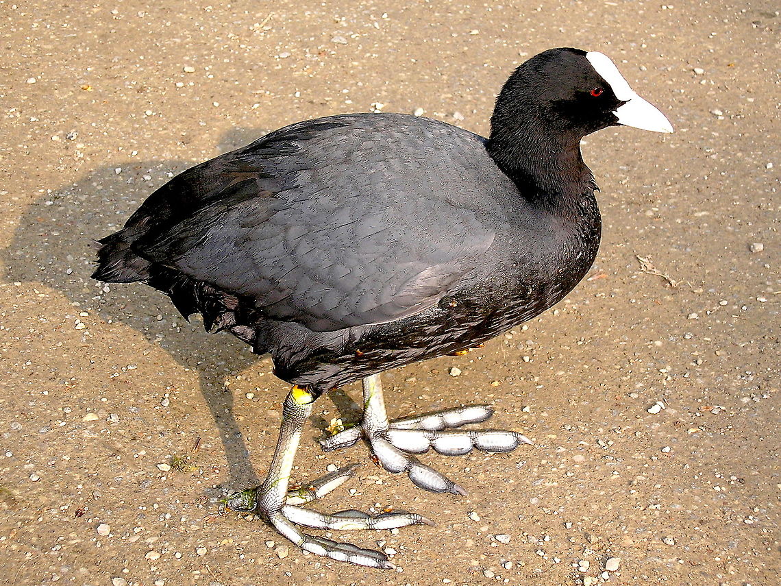 Eurasian Coot I just love the segmented, plant like feet on this water bird. Spotted at wentworth Falls Lake in the Blue Mountains in NSW Australia Australia,Coot,Eurasian coot,Fall,Fulica atra,Geotagged