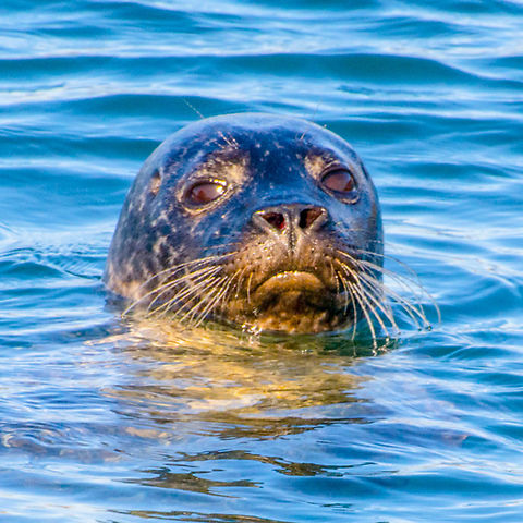 Common Seal- Phoca vitulina - Isle of Lewis Went out on the water with a guide. Saw this beautiful common seal close to shore. Common Seal,Geotagged,Harbor (common) seal,Isle of Lewis,Phoca vitulina,United Kingdom