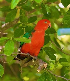 King Parrot - Male - Alisterus scapularis These wonderfully coloured birds often hang off our house gutters just to say G'day. Alisterus scapularis,Australi,Australia,Australian king parrot,Birds King Parrot Hazelbrook           Alisterus scapularis,Geotagged,King Parrot,NSW,Spring