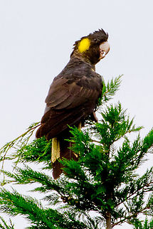 Yellow Tailed Black Cockatoo - Calyptorhynchus funereus Very loud and quite large cockatoo. Not a great shot but it was quite far away. Calyptorhynchus funereus,Cockatoo,Yellow-tailed black cockatoo,yellow tailed