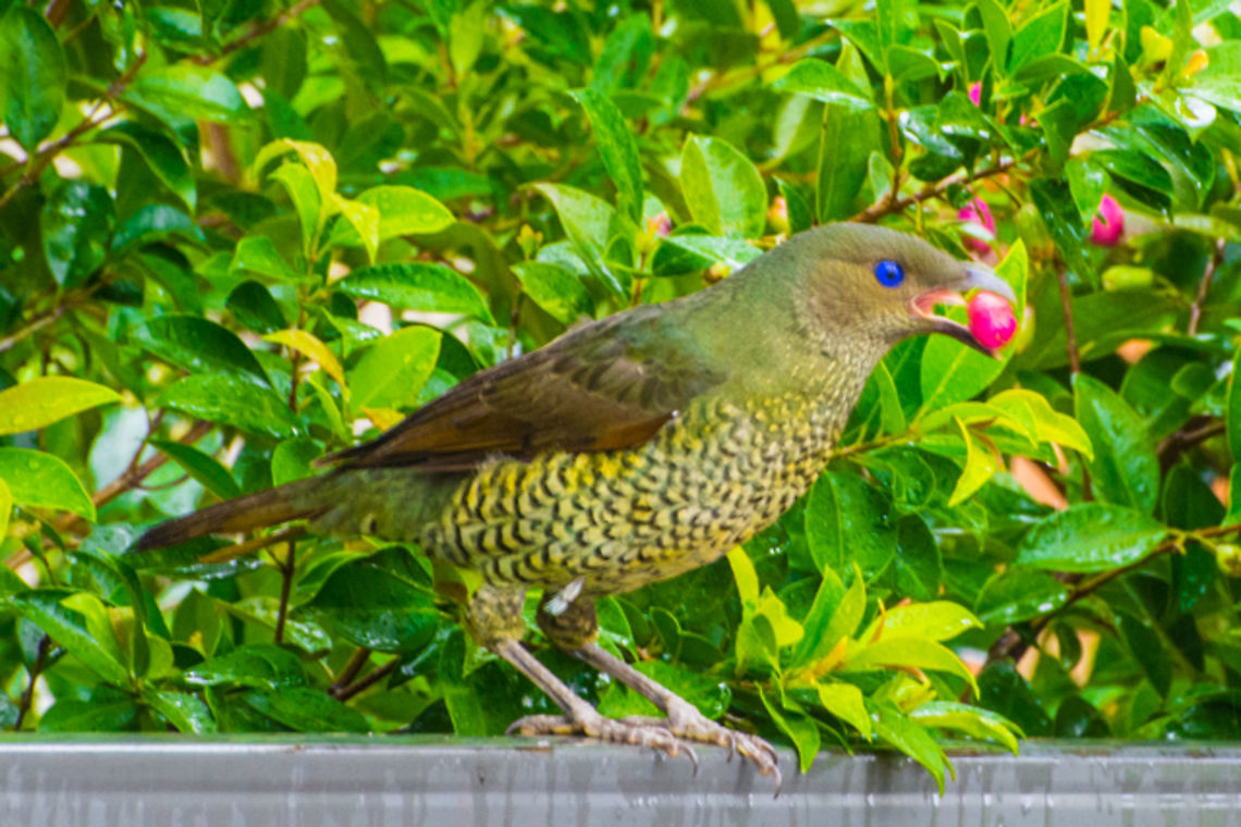 Satin Bower Bird Female - Ptilonorhynchus violaceus This female Satin Bowerbird loves to eat the Lilly Pilly (Syzygium smithii) berries and so do I. <br />
Look at the bird&#039;s blue eyes! Bower bird,Ptilonorhynchus violaceus,Satin Bowerbird,lillypilly