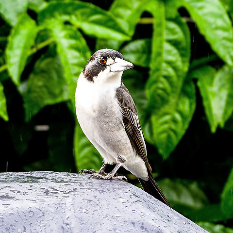 Grey Butcher Bird - Cracticus torquatus Quite an aggressive bird with a powerful beak. Butcher Bird,Cracticus torquatus,Grey Butcherbird