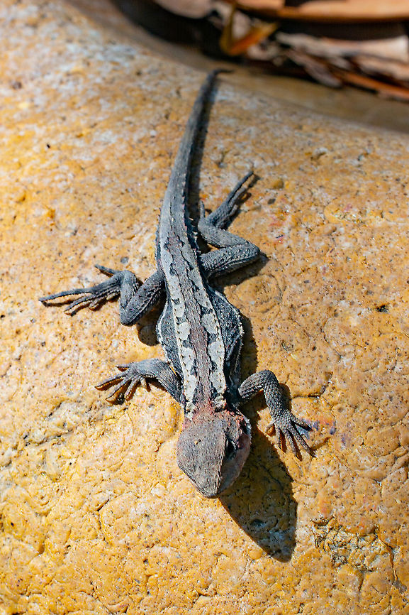 Mountain Dragon - Rankinia diemensis Interesting lizard sitting on a dry river stone. Australia,Geotagged,Lizard,Mountain Dragon,NSW,Rankinia diamensis,Spring
