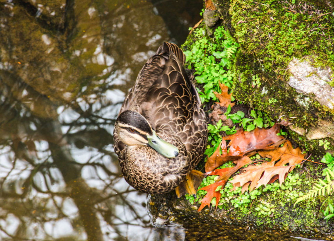Pacific Black Duck - Anas superciliosa The Pacific Black Duck is mainly brown - go figure. Taken in the Blue Mountains NSW Australia Anas superciliosa,Pacific Black Duck