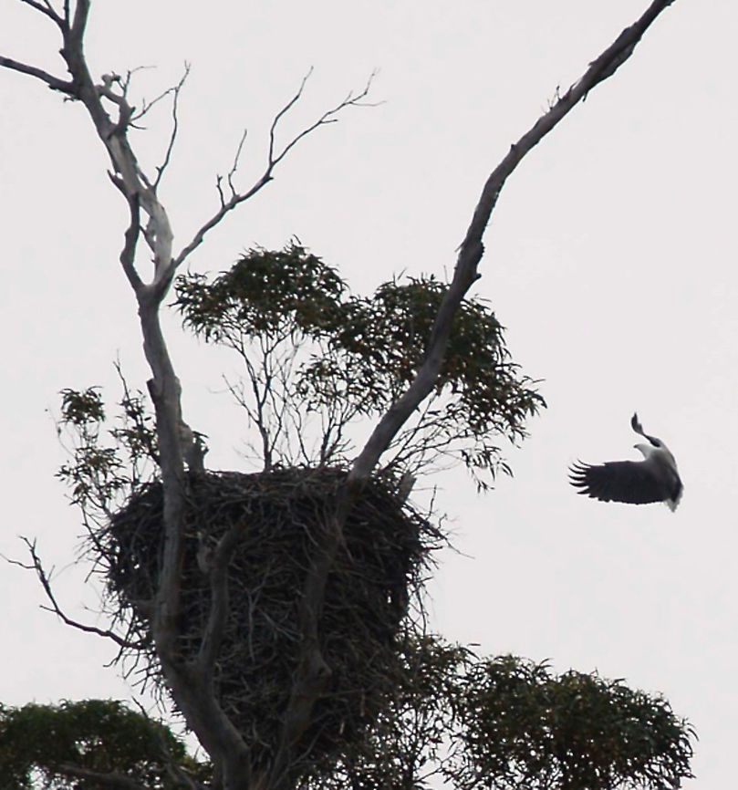 White Bellied Sea Eagle - Haliaeetus leucogaster Caught this Sea Eagle landing off Maria Island Tasmania Australia Australia,Geotagged,Haliaeetus leucogaster,White Belled Sea Eagle,White-bellied Sea Eagle,Winter