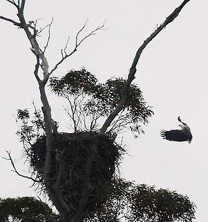 White Bellied Sea Eagle - Haliaeetus leucogaster Caught this Sea Eagle landing off Maria Island Tasmania Australia Australia,Geotagged,Haliaeetus leucogaster,White Belled Sea Eagle,White-bellied Sea Eagle,Winter