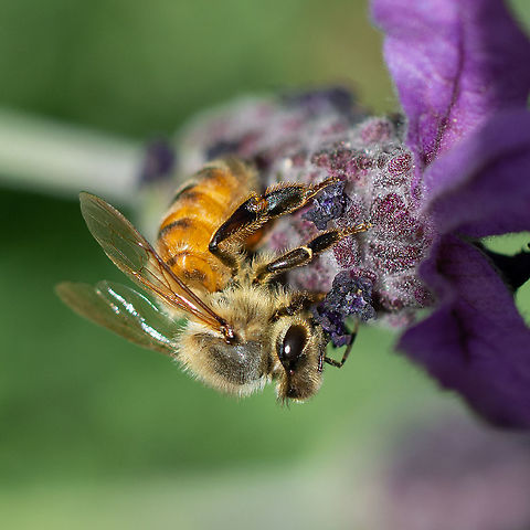 European Honey Bee Apis mellifera These were imported into Australia about 180 yrs ago. Apiarists keep colonies but there are wild colonies all over Australia. Seen here on lavender. Apis mellifera,European Honey Bee,Western honey bee
