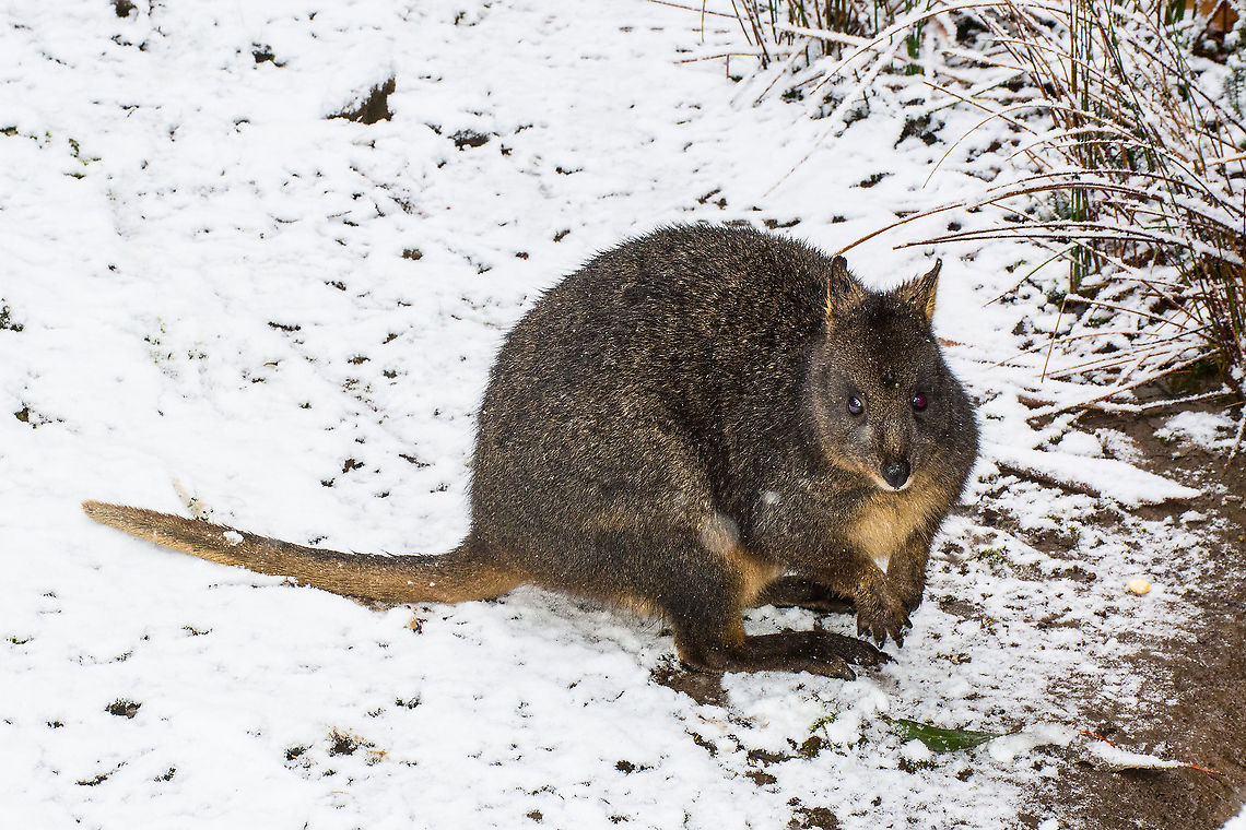 Pademelon - Thylogale Small marsupial with very round tummy - a bit like a basketball that hops.<br />
Photographed at Cradle Mountain in Tasmania Australia Australia,Geotagged,Pademelon,Tasmanian pademelon,Thylogale,Thylogale billardierii,Winter