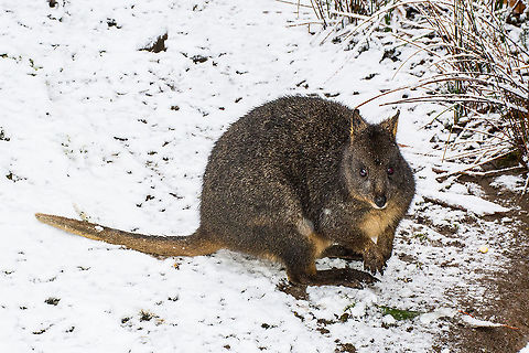 Pademelon - Thylogale Small marsupial with very round tummy - a bit like a basketball that hops.
Photographed at Cradle Mountain in Tasmania Australia Australia,Geotagged,Pademelon,Tasmanian pademelon,Thylogale,Thylogale billardierii,Winter