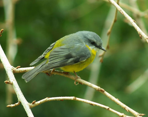 Eastern Yellow Robin - Eopsaltria australis Difficult to get a shot as it flits around a lot. Photographed at Mt Wilson in the Blue Mountains Eastern Yellow Robin,Eopsaltria australis,Yellow Robin