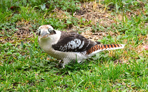 Laughing Kookaburra - Dacelo novaeguineae A backyard visitor with attitude. Dacelo novaeguineae,Kookaburra,Laughing Kookaburra