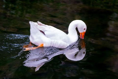 Reflective Domestic Goose Found this gentle and contented goose at Turon Gate near Mudgee NSW Australia.  Anser anser domesticus,Australia,Domestic goose,Geotagged,Spring,Swan