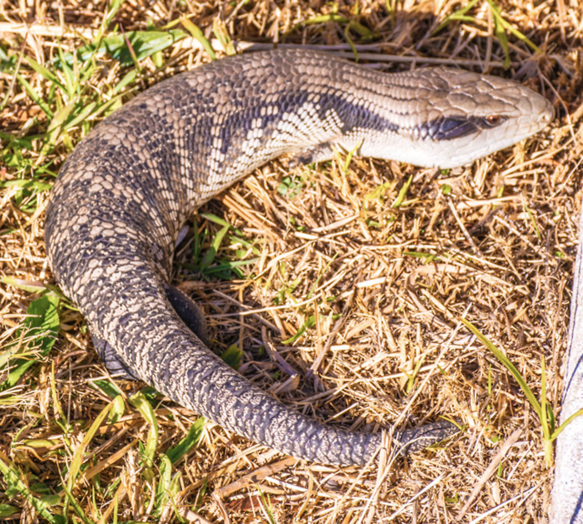 Blue Tongue Lizard - Tiliqua This shy lizard can live to at least 20 yrs and grows to 20-30cm. This fellow has been in our yard for at least 6 years Australia,Blue Tongue Lizard,Centralian blue-tongued skink,NSW,Tiliqua multifasciata