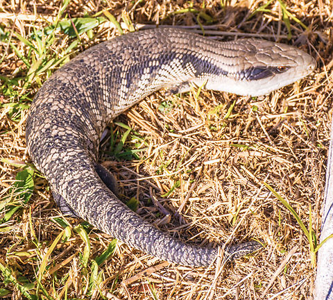 Blue Tongue Lizard - Tiliqua This shy lizard can live to at least 20 yrs and grows to 20-30cm. This fellow has been in our yard for at least 6 years Australia,Blue Tongue Lizard,Centralian blue-tongued skink,NSW,Tiliqua multifasciata