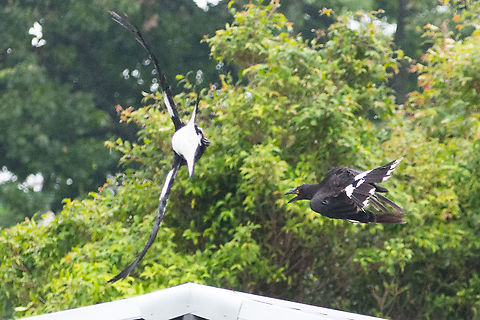 Magpie and Currawong Fighting This is my territory. Magpie attacking larger pied currawong Magpie,Pied Currawong,Strepera graculina,pied currawong