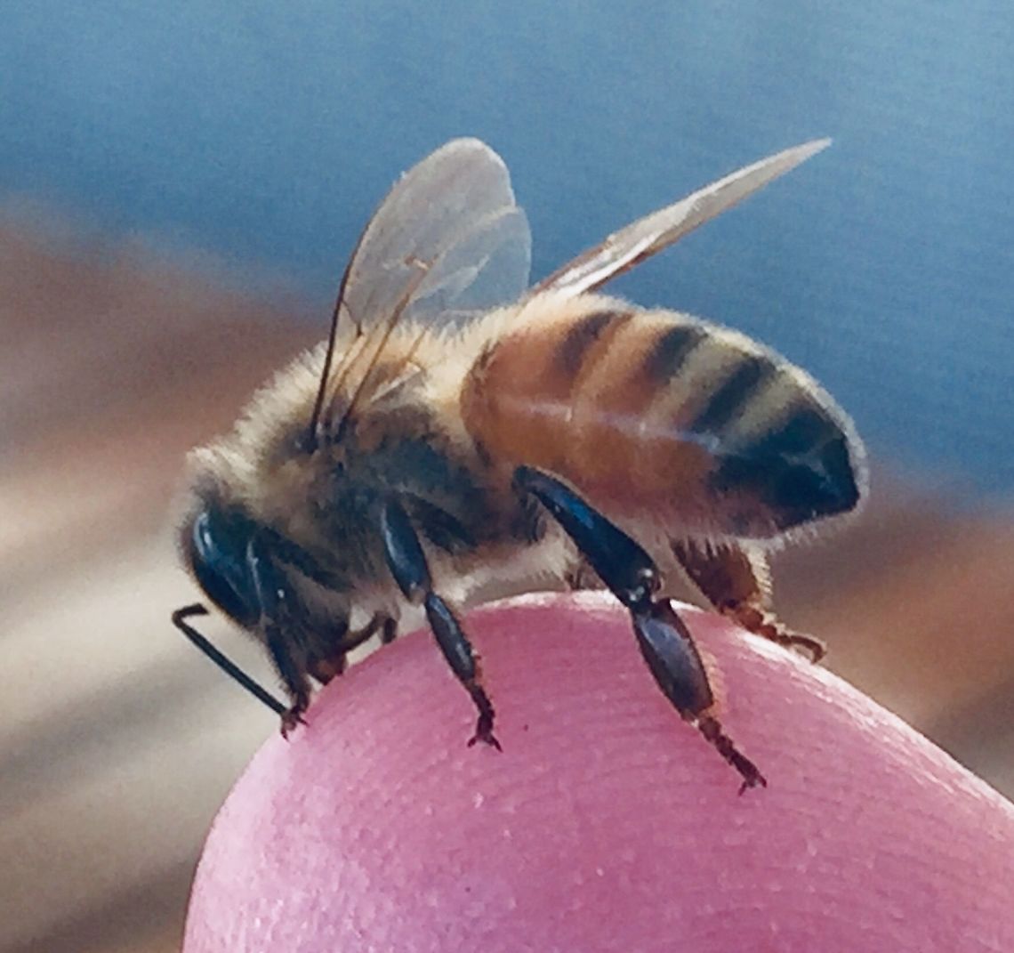 Close Encounter European Honey Bee attracted to finger. A bit grainy Apis mellifera,European Honey Bee,Western honey bee