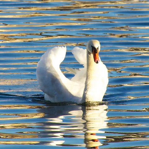 This Swan's For You Ferdy - Cygnus olor A lovely white Swan in Lucerne Cygnus olor,Geotagged,Mute swan,Summer,Switzerland,lucerne,white swan