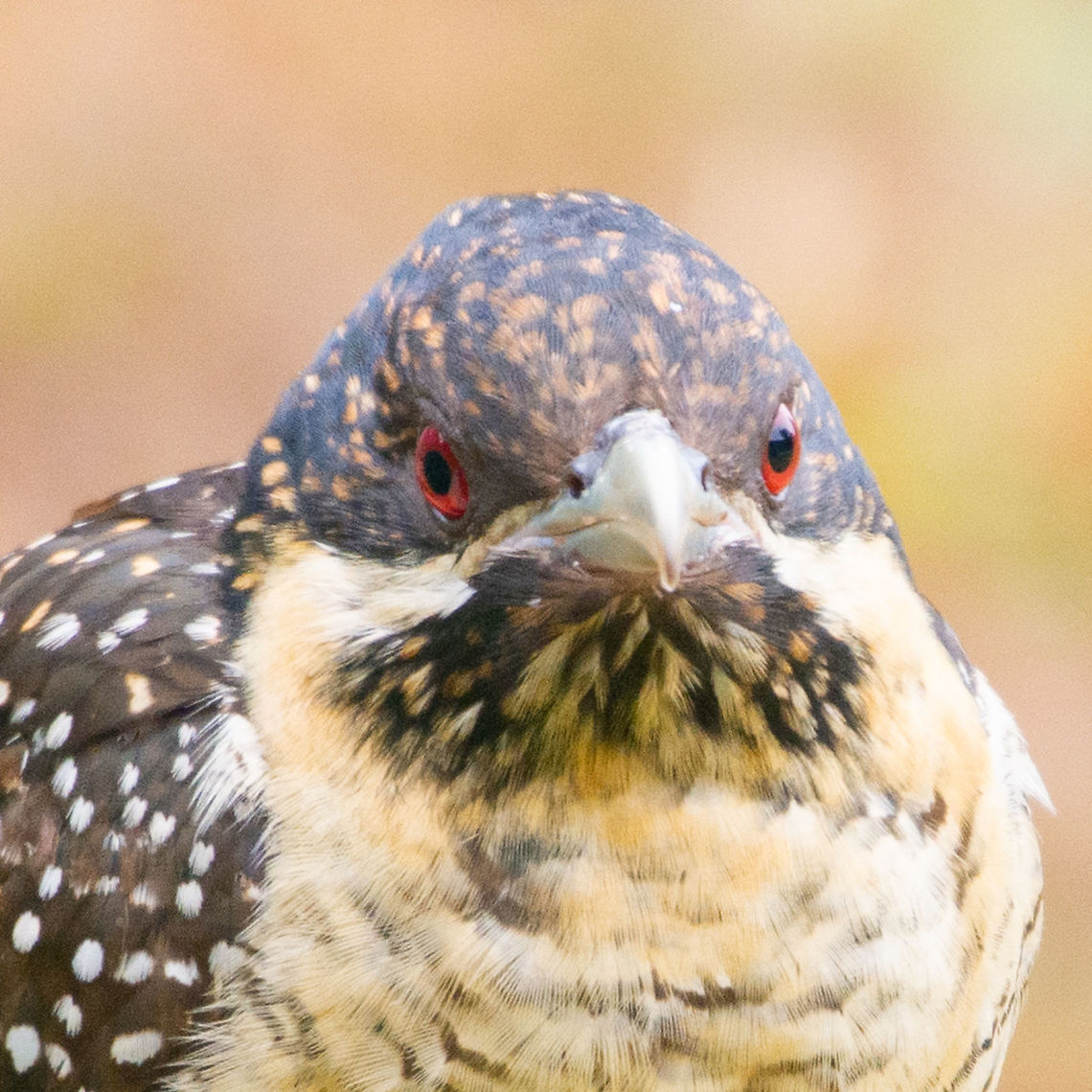 Koel - Female - Headshot - Eudynamys orientalis This little frugivore knows she has been eating my strawberries. Love the speckled colour. And those eyes! Eastern Koel,Eudynamys orientalis,Pacific koel,frugivore