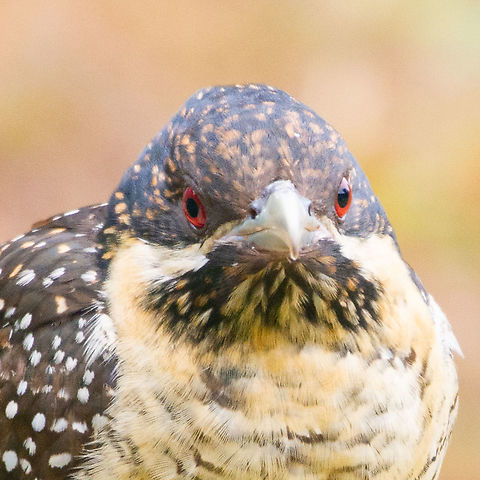 Koel - Female - Headshot - Eudynamys orientalis This little frugivore knows she has been eating my strawberries. Love the speckled colour. And those eyes! Eastern Koel,Eudynamys orientalis,Pacific koel,frugivore