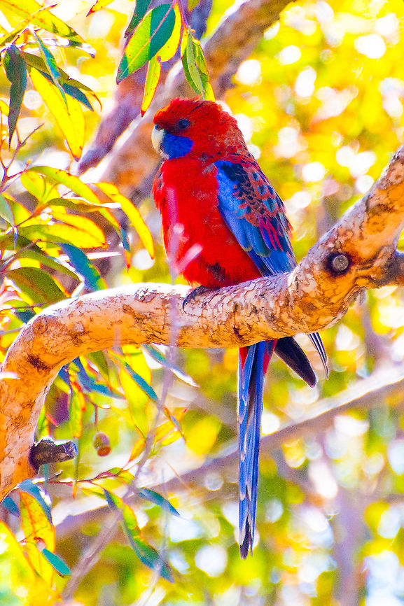 Crimson Rosella - Platycercus elegans This beautiful creature is all puffed up. Frequent backyard visitor Crimson Rosella,Crimson rosella,Platycercus elegans