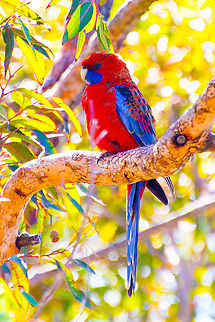 Crimson Rosella - Platycercus elegans This beautiful creature is all puffed up. Frequent backyard visitor Crimson Rosella,Crimson rosella,Platycercus elegans