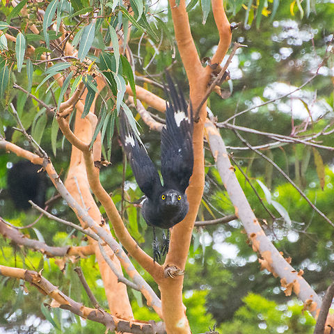 Currawong Coming At Me -Strepera graculina This juvenile pied currawong made a beeline sgraight towards me. A little fuzzy but effective. Australia,Geotagged,Pied Currawong,Spring,Strepera graculina,pied currawong