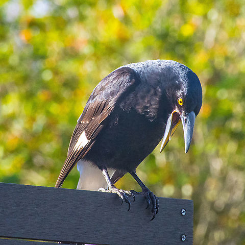 Pied Currawong with Attitude - Strepera graculina Caught this beautiful Currawong, also known as Mountain Magpie, expressing some concerns Australia,Geotagged,Mountain Magpie,Pied Currawong,Strepera graculina