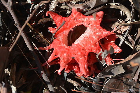 Anemone Stinkhorn - Aseroe rubra A cluster of these fungi arose from leaf litter in my garden Anemone Stinkhorn - Aseroe rubra,Australia,Geotagged,Summer