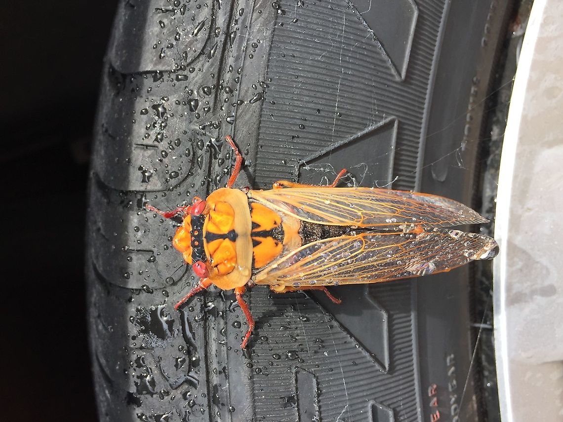 Masked Devil Cicada - Cyclochila australasiae This is the yellow form of the greengrocer cicada. Looks like it wants to go for a spin! Australia,Cyclochila australasiae,Green grocer,Masked Devil Cicada