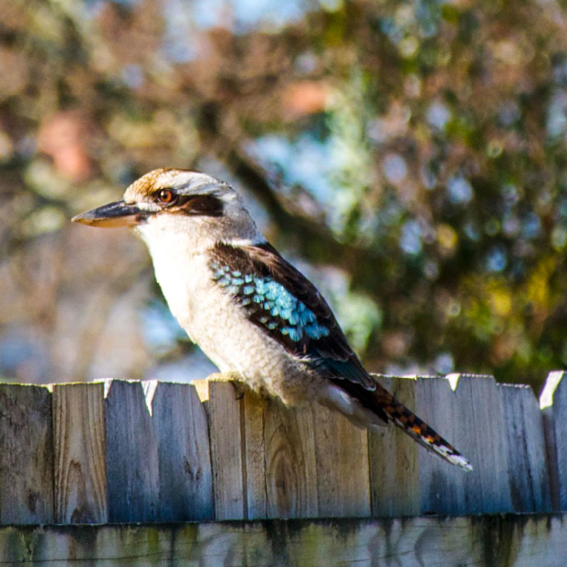 Kookaburra Catching Afternoon Sun - Dacelo novaeguineae A frequent backyard visitor. Australia,Dacelo novaeguineae,Laughing Kookaburra