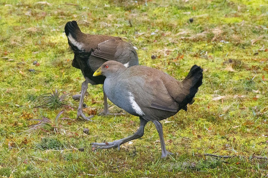 Tasmanian Native Hen - Tribonyx mortierii This flightless bird is endemic to Tasmania, Australia. Its feet are so 'dinosaur' like.<br />
A large, heavy bodied, flightless bird found only in Tasmania. It is similar in shape to the Black-tailed Native-hen Tribonyx ventralia but is larger. The Tasmanian Native-hen has a large yellow bill, a red eye, brown head, back and wings and is slate grey on its underparts. The contrasting black tail is long and narrow and is flattened along the mid-line of the bird . The legs are powerful and grey in colour. Juvenile birds are similar to adults but duller. Australia,Geotagged,Native Hen,Tasmania,Tasmanian Nativehen,Tribonyx mortierii,Winter,endemic