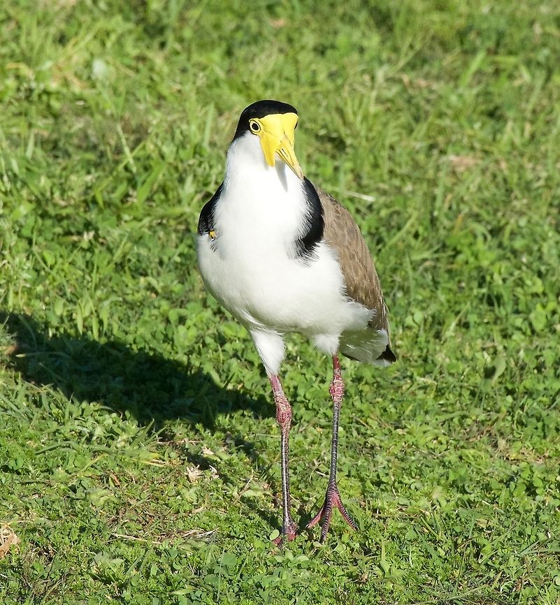 Masked Lapwing - Vanellus miles This raucous bird nests on open ground or a flat roof and are very protective. Masked Lapwing,Vanellus miles