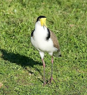 Masked Lapwing - Vanellus miles This raucous bird nests on open ground or a flat roof and are very protective. Masked Lapwing,Vanellus miles