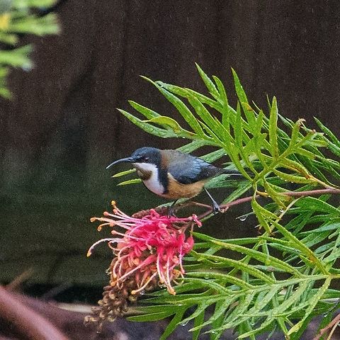Eastern Spinebill - Acanthorhynchus tenuirostris A very rainy catch. 
The Eastern Spinebill inhabits shrubs in open eucalypt forests, as well as shrubland, heathland and suburban gardens. They use their long, slender, decurved bills to probe deep into flowers, at all levels from the canopy down to the undergrowth, to feed on the sweet nectar. Some plants appear to have evolved specially to be pollinated by them. Fuelled with this energy-rich nectar, Eastern Spinebills are also often seen actively darting about on whirring, fluttering wings, after flying insects. Acanthorhynchus tenuirostris,Australia,Eastern Spinebill